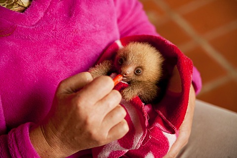 Three-toed-sloth (Bradypus), young in a blanket, Toucan Rescue Ranch, San Isidro de Heredia, Costa Rica, Central America