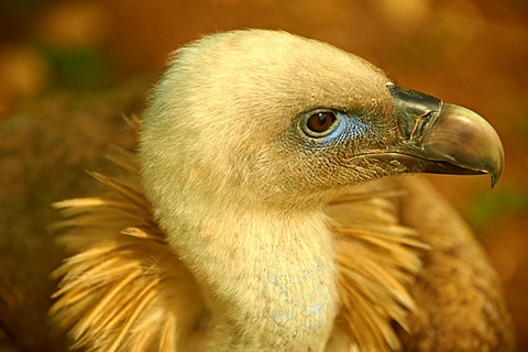 Griffon Vulture (Gyps fulvus), native bird of Cres Island, Beli, Croatia, Europe