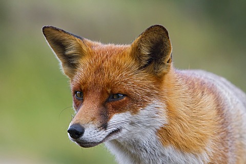 Red fox (Vulpes vulpes), portrait, south east England, United Kingdom, Europe