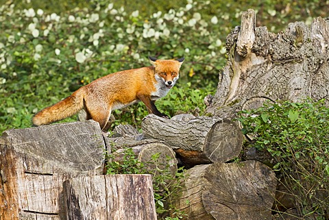 Red fox (Vulpes vulpes) standing on felled logs, south east England, United Kingdom, Europe