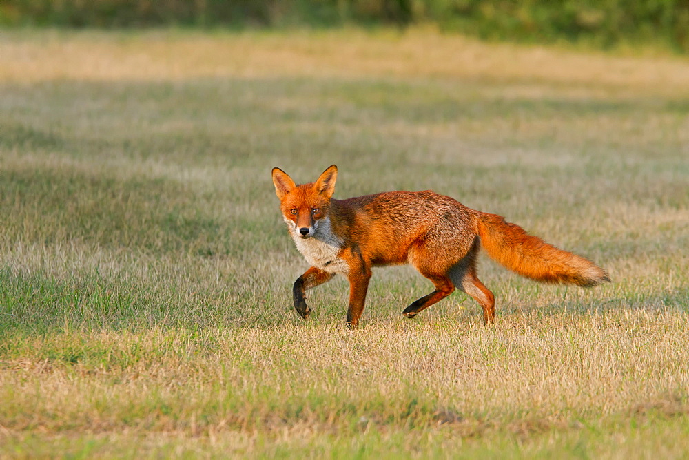 Red fox (Vulpes vulpes), running in grass, south east England, United Kingdom, Europe