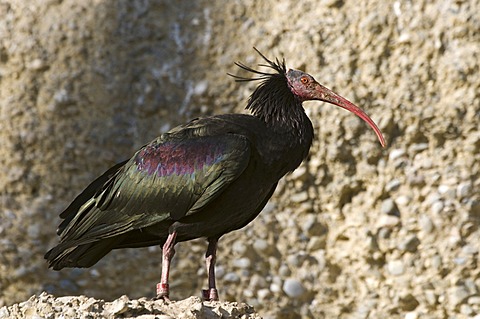 Northern Bald Ibis (Geronticus eremita), Alpine Zoo, Innsbruck, Tyrol, Austria, Europe