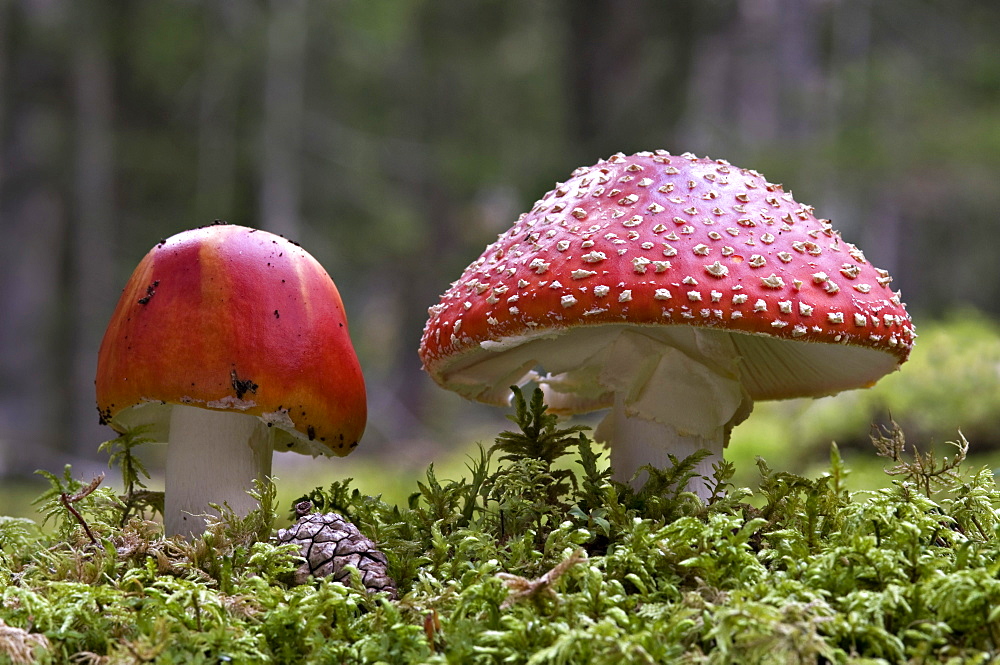 Fly agaric, fly amanita (Amanita muscaria), Pillersattel mountain pass, Tyrol, Austria, Europe