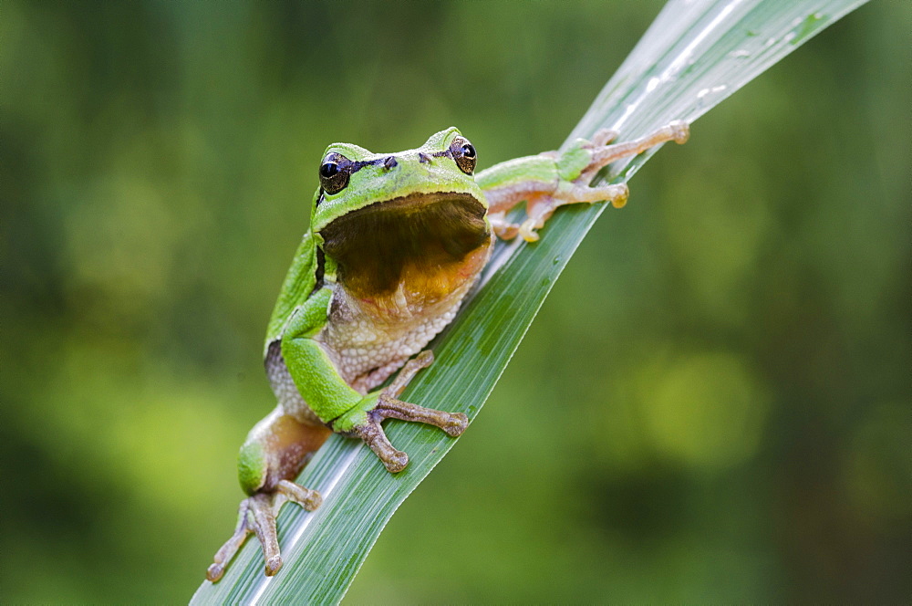 European tree frog (Hyla arborea), Riedlingsdorf, Burgenland, Austria, Europe