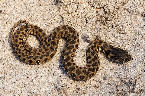 Viperine water snake, Viperine snake (Natrix maura), Sardinia, Italy, Europe