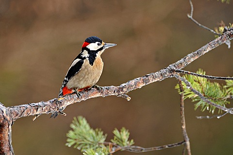 Woodpecker (Picoides major), Stans, Tyrol, Austria, Europe