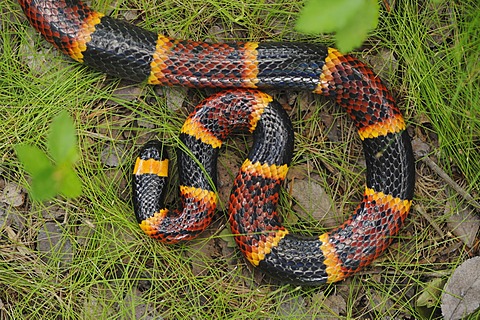 Texas Coral Snake (Micrurus tener), adult, Fennessey Ranch, Refugio, Corpus Christi, Coastal Bend, Texas Coast, USA