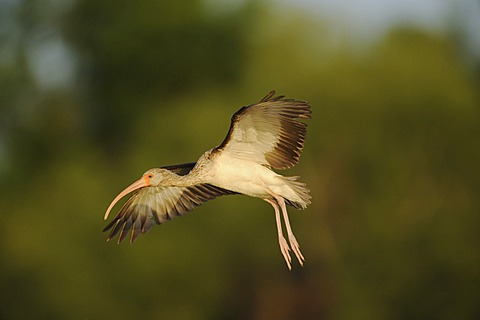 White Ibis (Eudocimus albus), immature in flight, Fennessey Ranch, Refugio, Coastal Bend, Texas Coast, USA