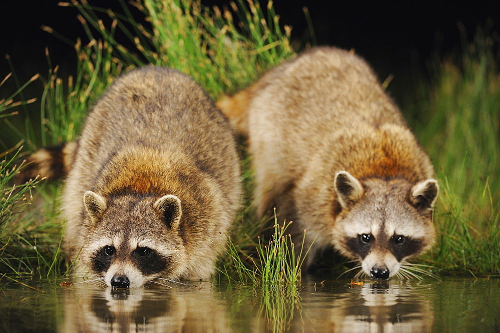 Northern Raccoon (Procyon lotor), adults at night drinking from wetland lake, Fennessey Ranch, Refugio, Coastal Bend, Texas Coast, USA