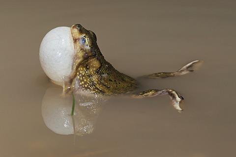 Couch's Spadefoot (Scaphiopus couchii), adult at night, calling, vocal sac inflated, Laredo, Webb County, South Texas, USA, America