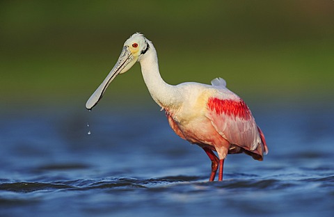 Roseate Spoonbill (Ajaia ajaja), adult feeding, Dinero, Lake Corpus Christi, South Texas, USA