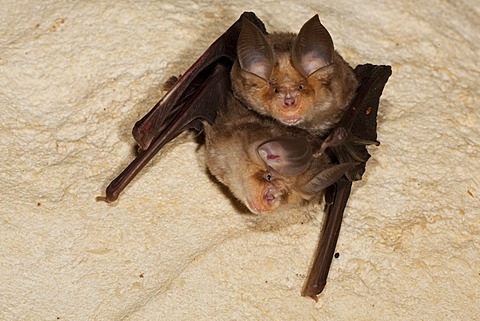 Mehely's horseshoe bat (Rhinolophus mehelyi) in a cave, Sardinia island, Italy, Europe