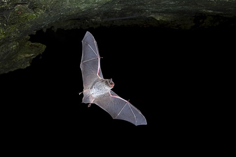 Long-fingered bat (Myotis capaccinii) in flight, Sardinia island, Italy, Europe