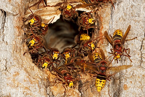 European hornets (Vespa crabro), workers on the entrance to the nest, former nesting hole of a great spotted woodpecker, Thuringia, Germany, Europe