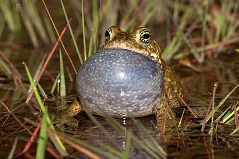 Natterjack toad (Bufo calamita), male calling, Thuringia, Germany, Europe