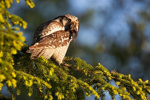 Northern hawk owl (Surnia ulula), female with prey, Finland, Europe