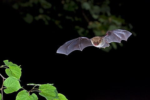 Natterer's bat (Myotis nattereri) in flight, Thuringia, Germany, Europe