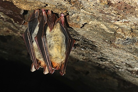 Greater mouse-eared bat (Myotis myotis) in winter quarters, Thuringia, Germany, Europe