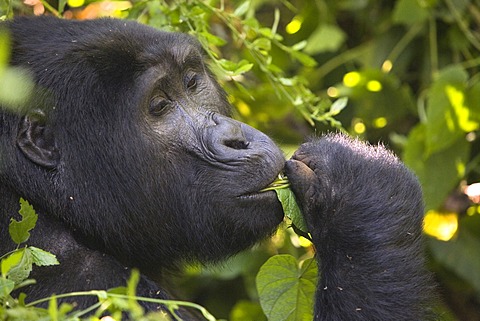 Habituated group of mountain gorillas (Gorilla beringei beringei), Bwindi Impenetrable Forest National Park, being studied by scientists from the Max Planck Institute for Evolutionary Anthropology Leipzig, image showing "Marembo", oldest blackback of the 