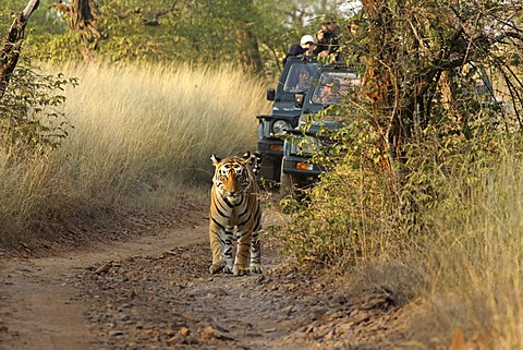 Tiger (Panthera tigris), walking in front of tourist vehicles on a safari, Ranthambore National Park, Rajasthan, India, Asia