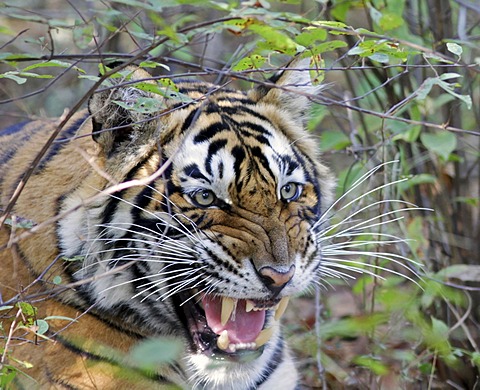 Tiger (Panthera tigris), snarling with anger, Ranthambore National Park, Rajasthan, India, Asia