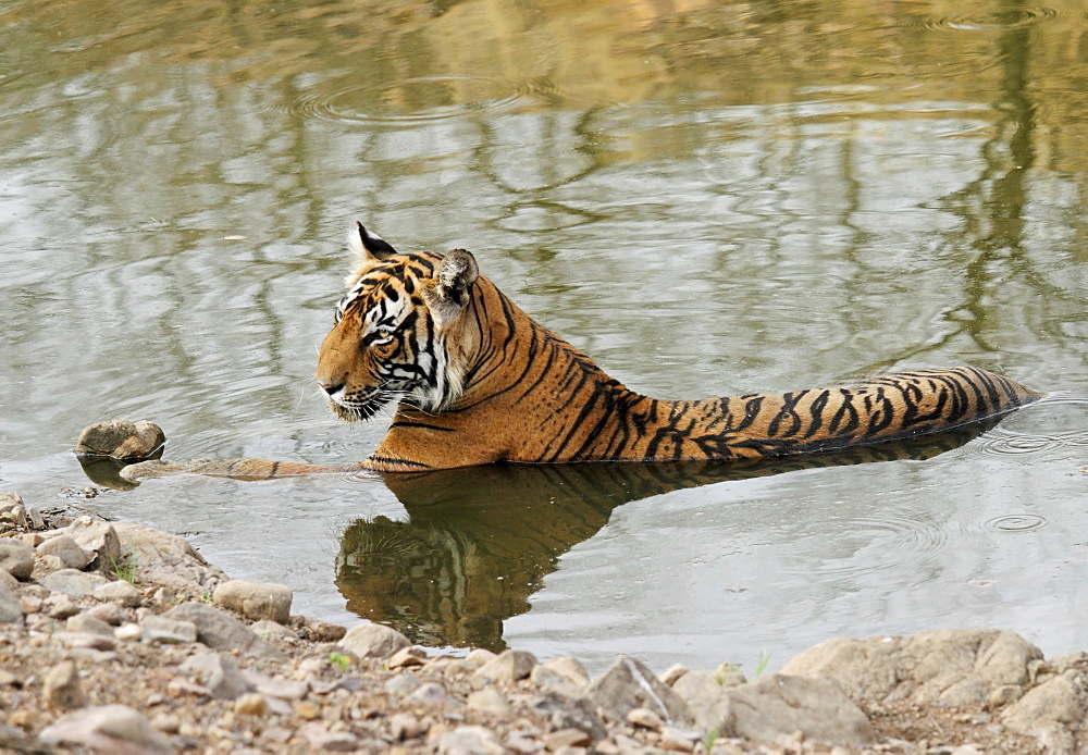 Tiger (Panthera tigris), lying in water, Ranthambore National Park, Rajasthan, India, Asia