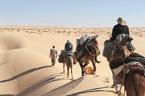 Sustainable tourism, camel trekking, camels, dromedaries (Camelus dromedarius), sand dunes, Sahara desert between Douz and Ksar Ghilane, Southern Tunisia, Tunisia, Maghreb, North Africa, Africa