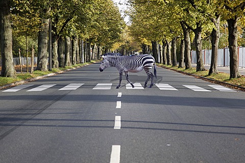 A zebra walking on a zebra crossing