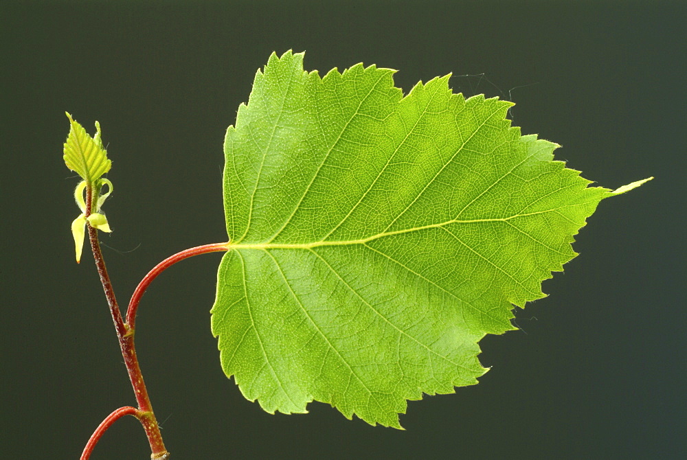 Silver Birch, European Weeping Birch or European White Birch (Betula pendula) leaves