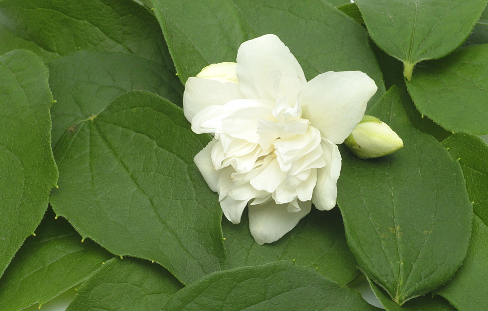 Yellow Jessamine, Carolina Jasmine or Evening Trumpetflower (Gelsemium sempervirens), medicinal plant