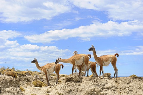 Guanacos (Llama guanicoe), Monte Leon National Park, Rio Gallegos, Patagonia, Argentina, South America