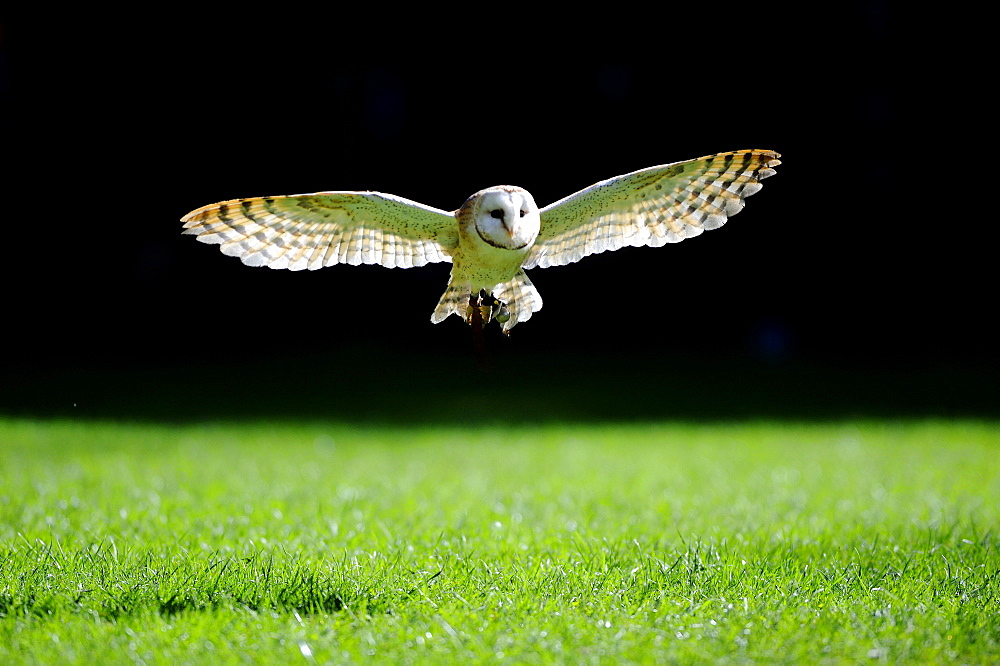 Barn Owl (Tyto alba) approaching, in flight