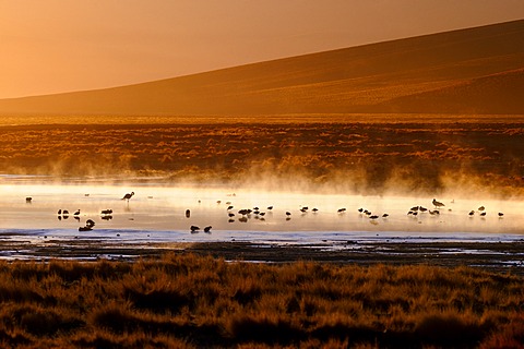 Hot springs with Flamingos (Phoenicopteriformes, Phoenicopteridae) in the steaming water, Uyuni, Bolivia, South America