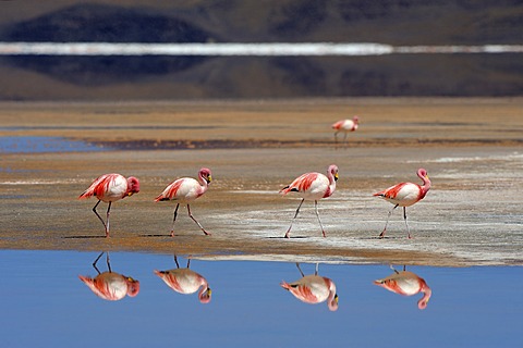 Jame's Flamingos (Phoenicoparrus jamesi) reflected in water, Laguna Colorada, Uyuni, Bolivia, South America