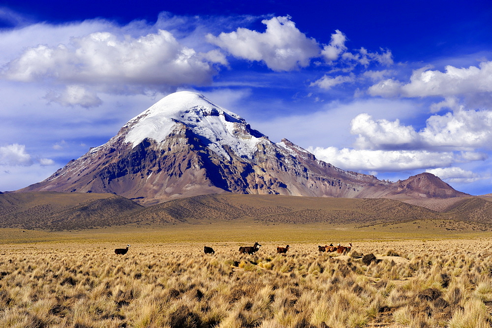 Sajama, Bolivia's highest mountain with plateau, Sajama National Park, La Paz, Bolivia, South America