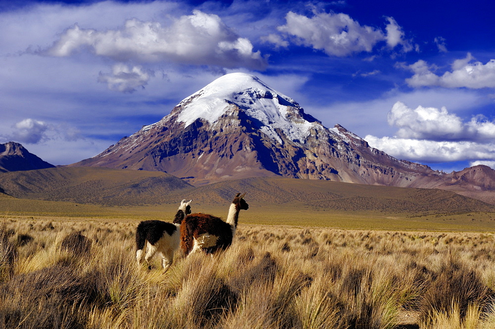 Sajama Mountain, Bolivia's highest mountain with the high plateau and Llamas (Llama sp.), Sajama National Park, La Paz, Bolivia, South America