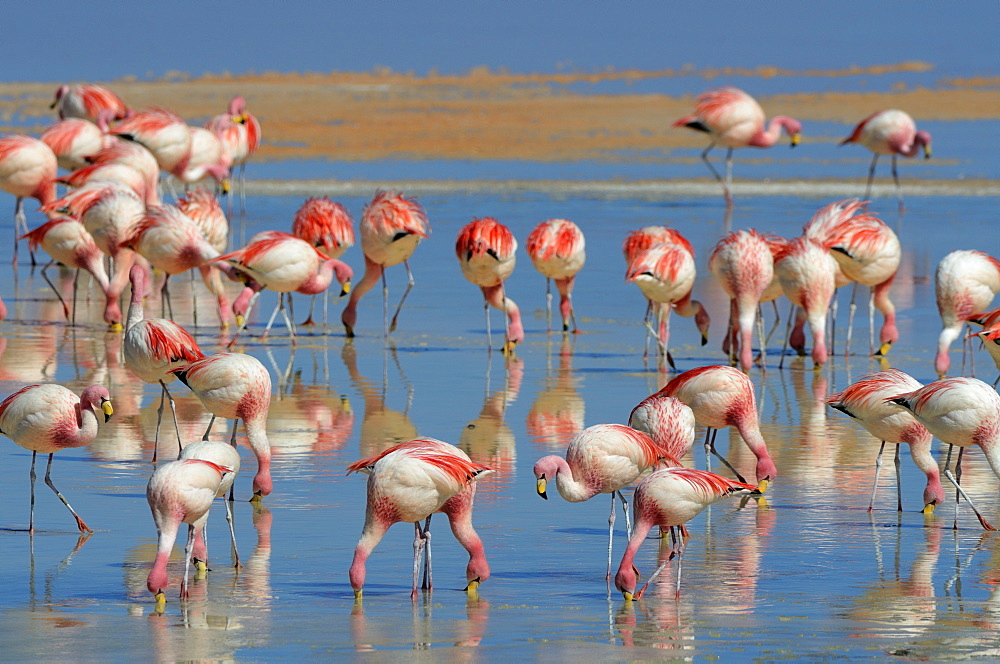 Jame's Flamingos (Phoenicoparrus jamesi) in red water, Laguna Colorada, Uyuni, Bolivia, South America