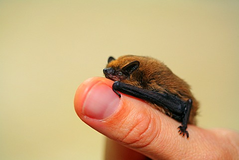 Pipistrelle (Pipistrellus pipistrellus) sitting on a thumb