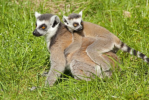 Ring-tailed lemurs (Lemur catta), adult and young, Serengeti Park zoo and leisure park, Hodenhagen, Lower Saxony, Germany, Europe