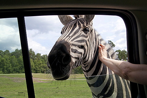 Plains zebra, common zebra or Burchell's zebra (Equus quagga), being stroked through an open car window, Serengeti Park, Hodenhagen, Lower Saxony, Germany, Europe