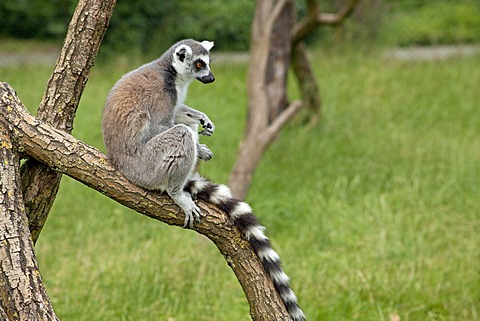 Ring-tailed lemur (Lemur catta), Serengeti Park, Hodenhagen, Lower Saxony, Germany, Europe