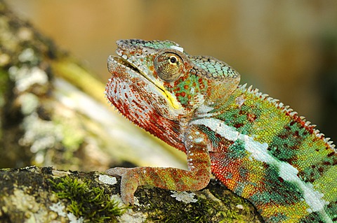 Panther Chameleons (Furcifer pardalis), male, Madagascar, Africa