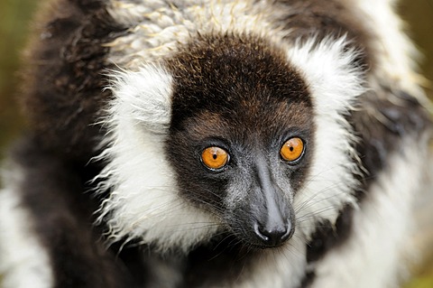 Portrait, Black-and-white Ruffed Lemur (Varecia variegata), Madagascar, Africa