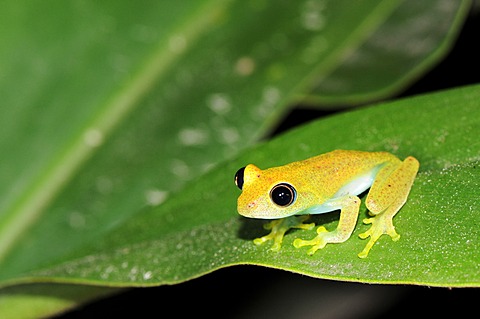 Green Tree Frog (Boophis luteus), Perinet Nature Reserve, Madagascar, Africa