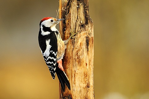 Middle Spotted Woodpecker (Dendrocopos medius), on tree trunk, searching of food