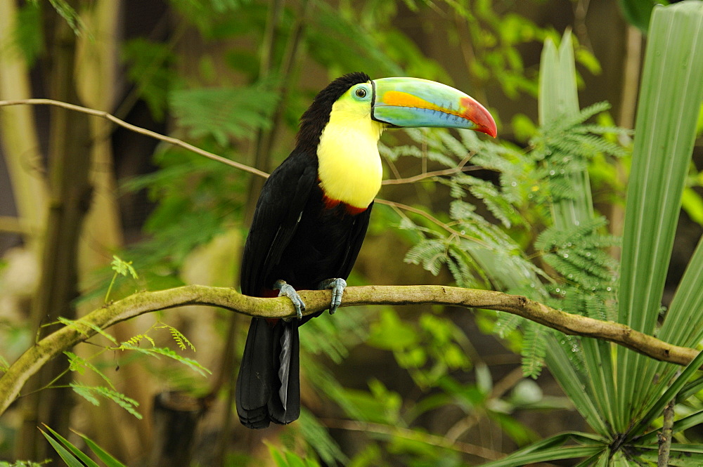 Keel-billed Toucan, Sulfur-breasted Toucan, Rainbow-billed Toucan (Ramphastos sulfuratus)