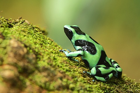 Green and black poison dart frog (Dendrobates auratus), Tenorio Volcano National Park, Costa Rica, Central America