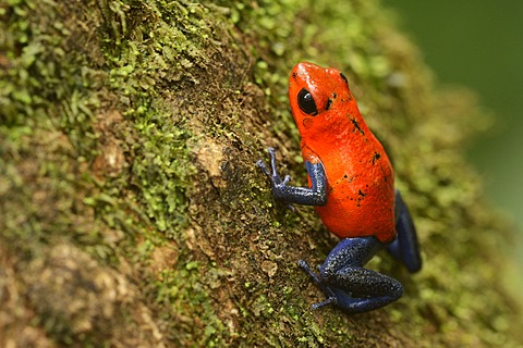 Strawberry Poison Frog (Dendrobates pumilio), Tenorio Volcano National Park, Costa Rica, Central America