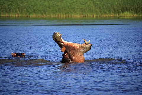 Hippopotamus (Hippopatamus amphibius), yawning or threatening adult, St. Lucia Wetland Park, South Africa, Africa