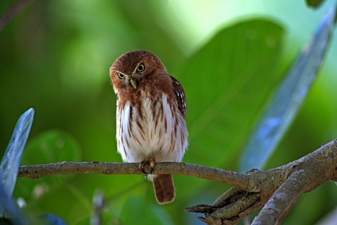 Ferruginous Pygmy-owl (Glaucidium brasilianum), adult bird on a branch, Pantanal, Brazil, South America